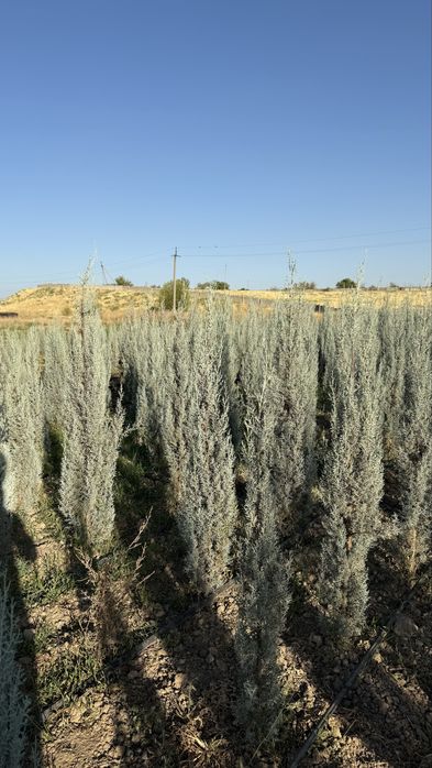 Оризонский кипарис 160 см, Деревья