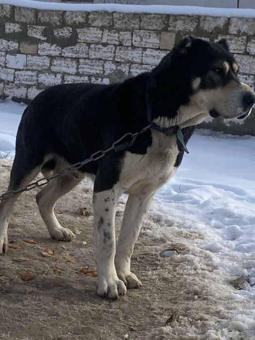 Төбет, тобет ит