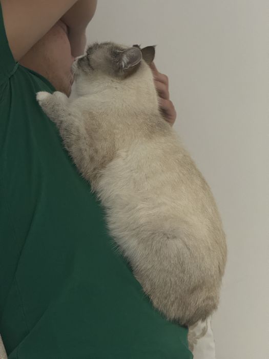 Очень красивая, игривая, ходит в лоток.