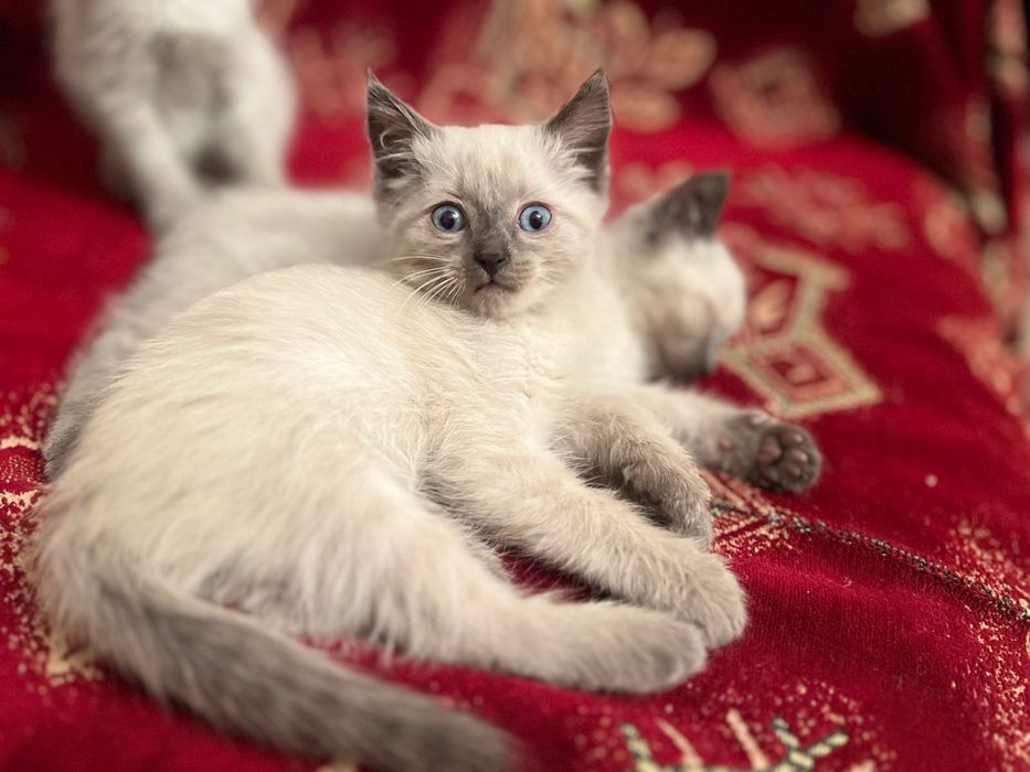 ИЩУТ ДОМ три пушистика.