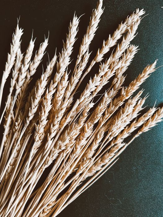 (Пучок 30 колосьев )  Сухоцвет пшеницы