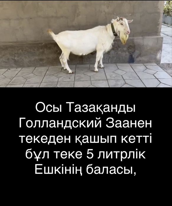 Заанен ешкілер сатылады