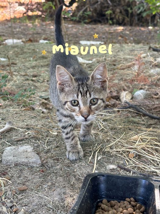 Adoptie pui de pisica | 3 luni | ramasi fara mama