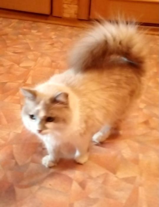 Отдам    даром   кошечку