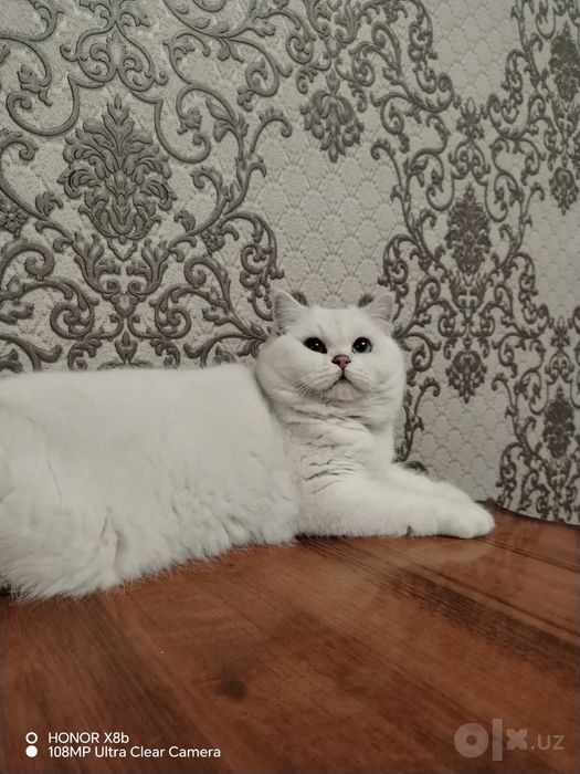 Вязка    British Shorthair