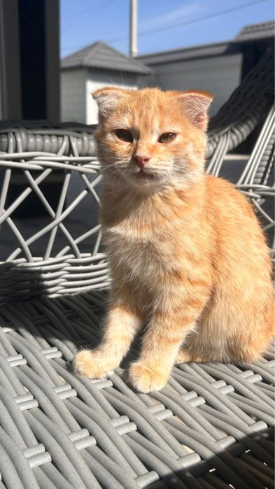 Вислоухие котята