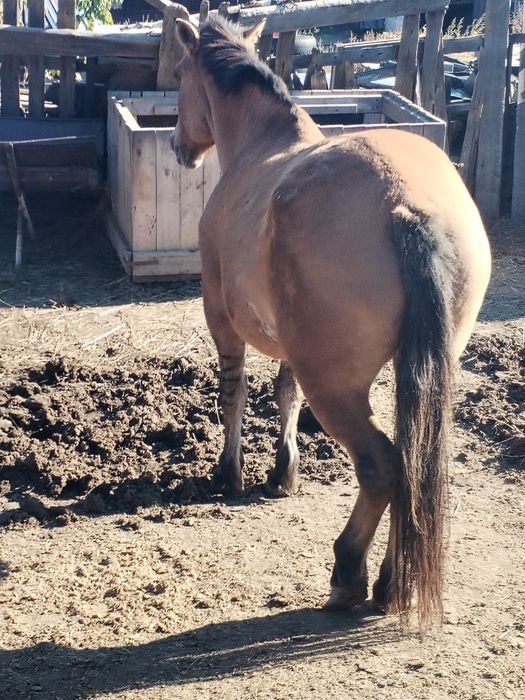 Үлкен мүшесі доптарға дейін итеріледі