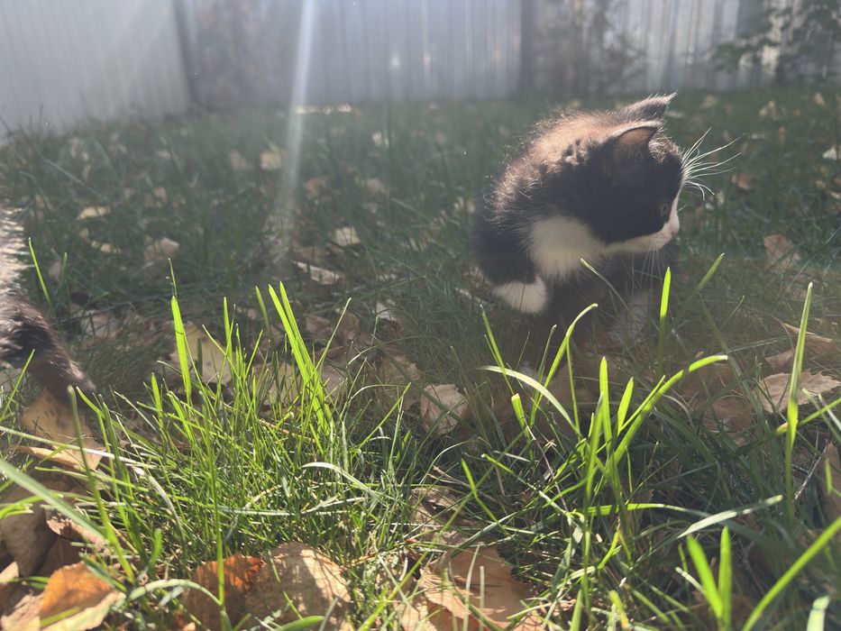 Котята в добрые руки