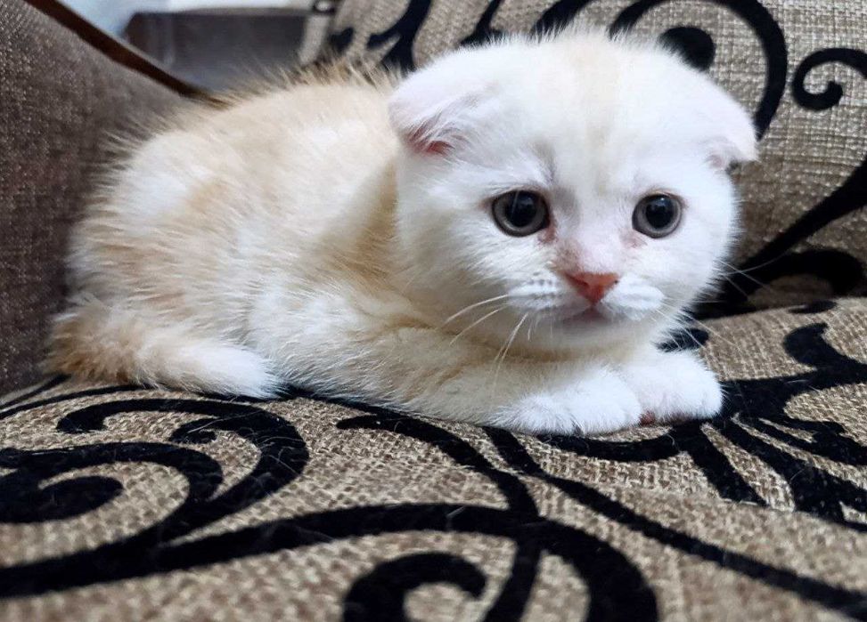 Продаются котятки