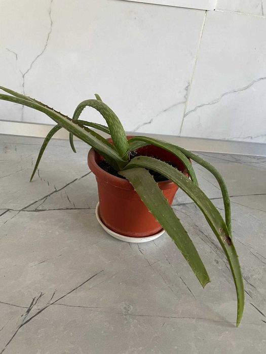 Vand Planta Aloe Vera