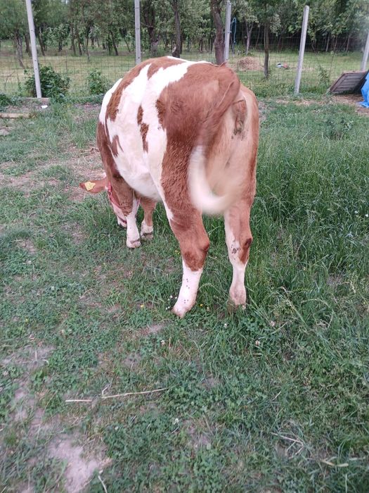Vand vitea de 6 luni