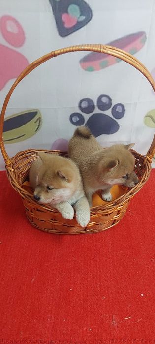 Шиба Ину Shiba inu