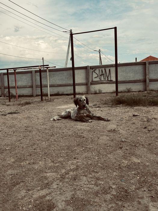 Құмай тазы сатылады