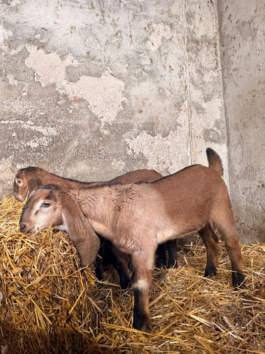 Vand tapisori ,din rasa ,Anglo Nubiana