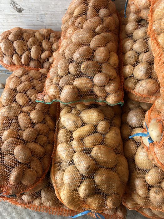 Cartofi de Semāntā si de consum  COVASNA