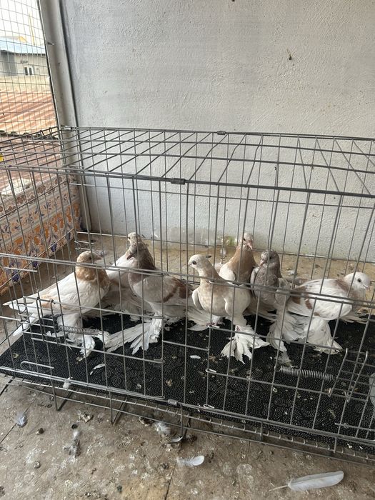 Голубь с игро грибун