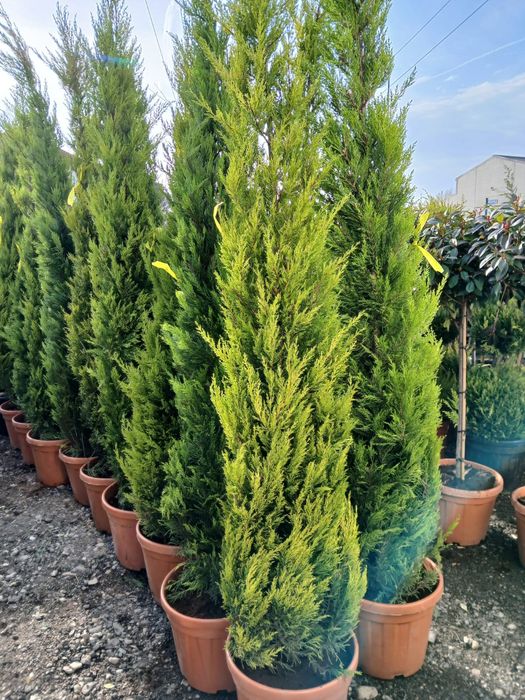 Plante ornamentale