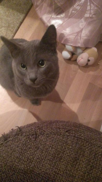 Кот русский голубой для вязки