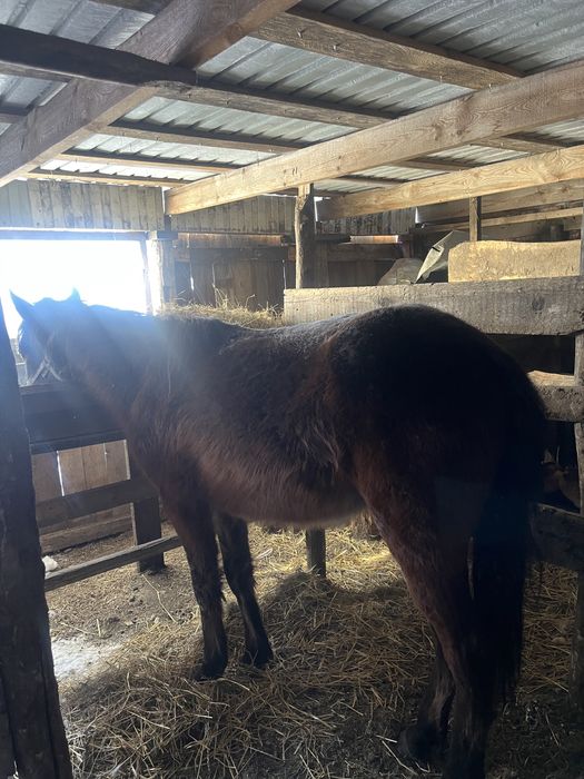 Продам тайчика 1.4