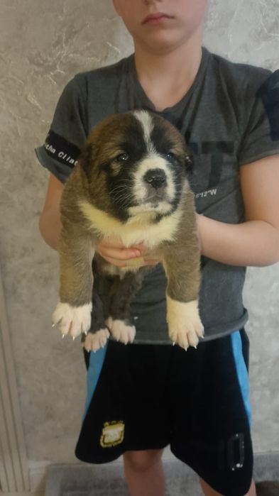 Продам щенков САО Алабай