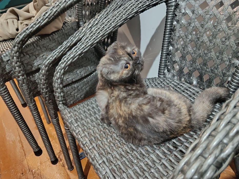 Mushuk koshka кошки кошка девочка