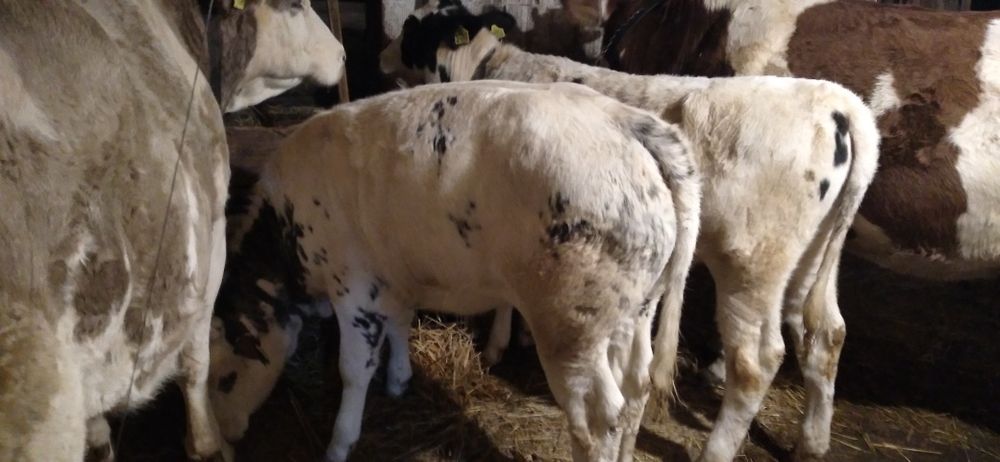 Vaci și Vițele de Vînzare