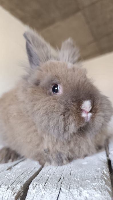 Продаются декоративные кролики