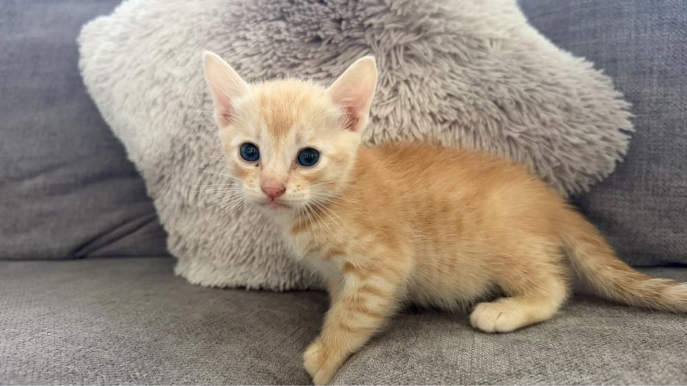 Котята бесплатно отдам