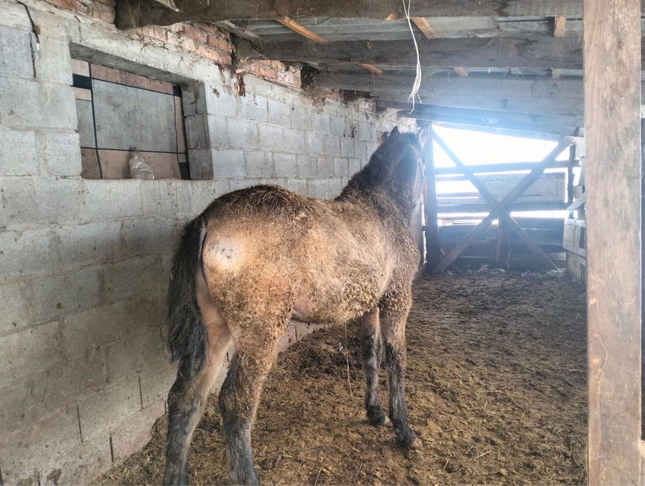 Продам Жирных Лошадей