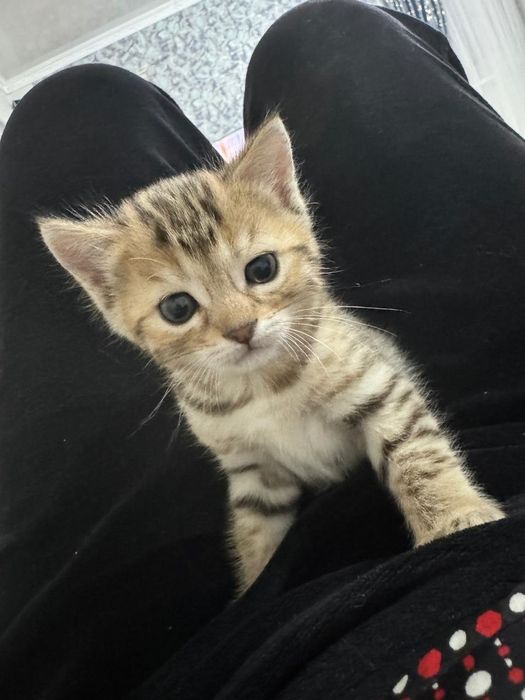 Бенгалка мама , папа обычный кот