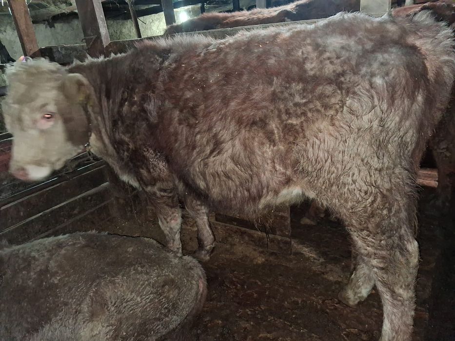 Продаётся бычок.