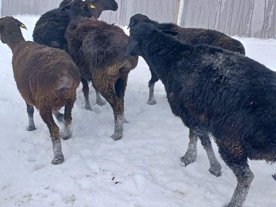 Семіз Саулыктар бар