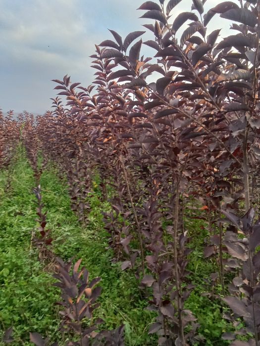 Черемуха красная