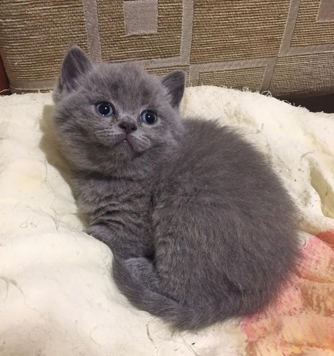 Шотландские малыши