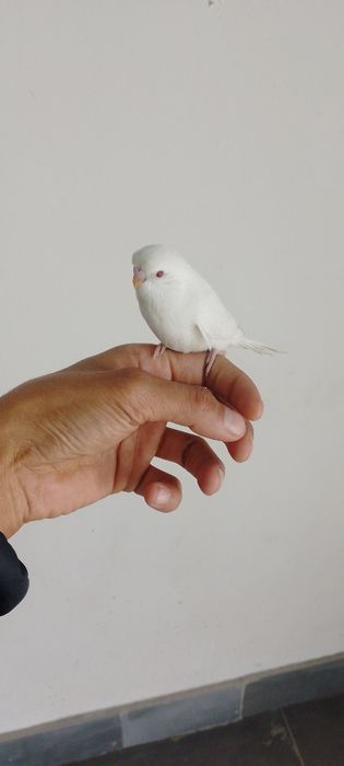 Ручной волнистые попугай