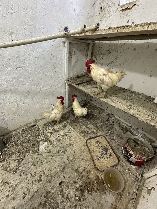 Xurozlar sotiladi donasi 200 ming