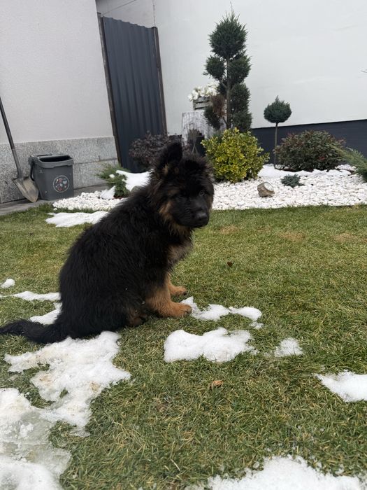 Pui Ciobanesc German