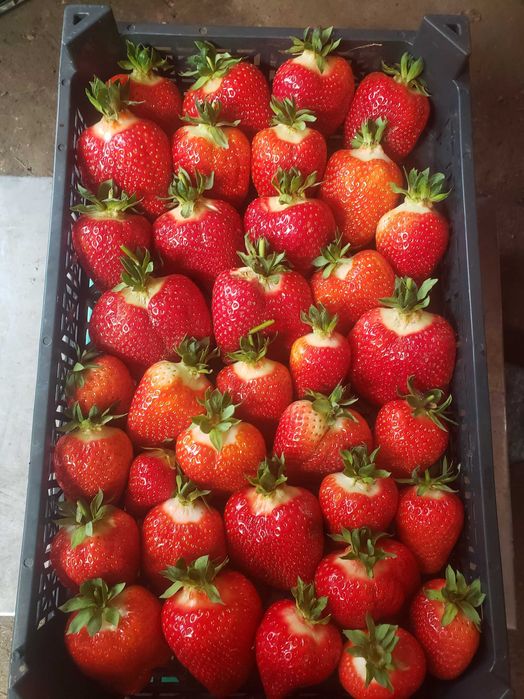 Разсад Ягоди Азия