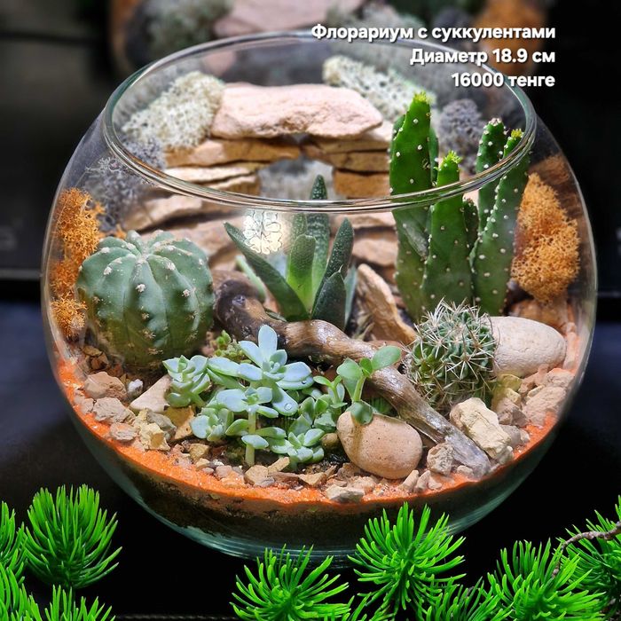 Суккуленты, флорариумы, композиции