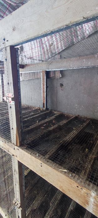 Товук куйон жужалар учун катак