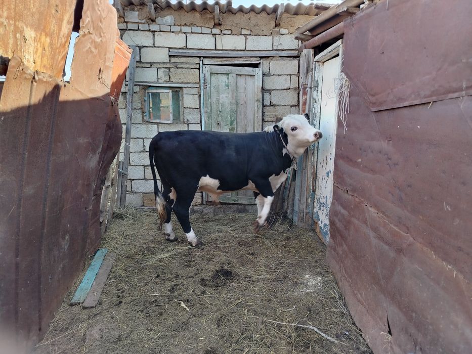 Продам 2 бычка откорм