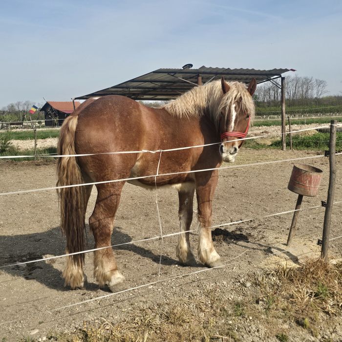 Manză Poloneza de 2 ani foarte cuminte