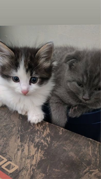 Skotish folt sotiladi