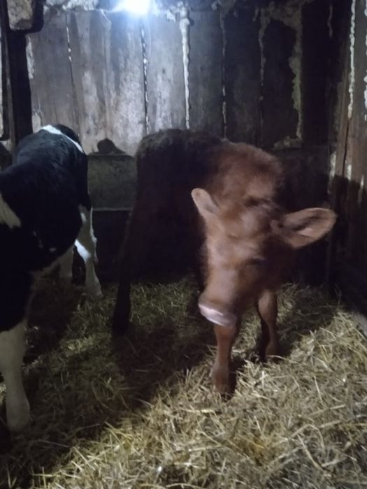 Продам бычка и телочку