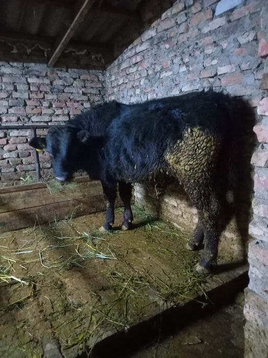 Прадам бычков ии