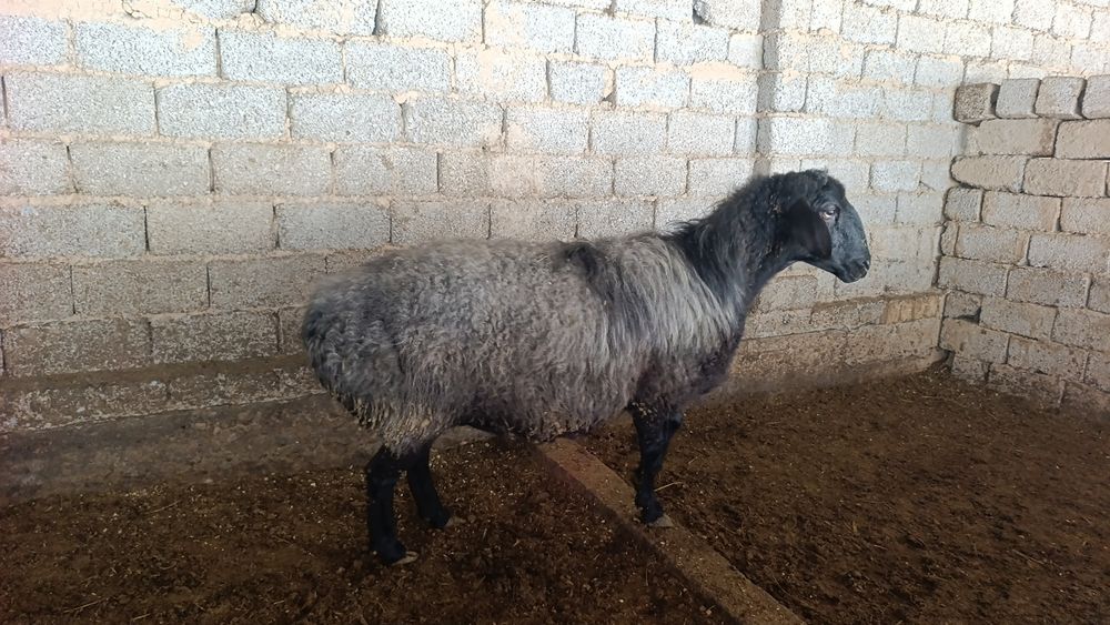 Ona quy sotiladi  4 qorin bugoz soni 2 bosh