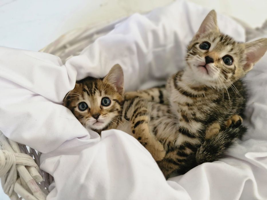 Раздаем  котят бенгалов