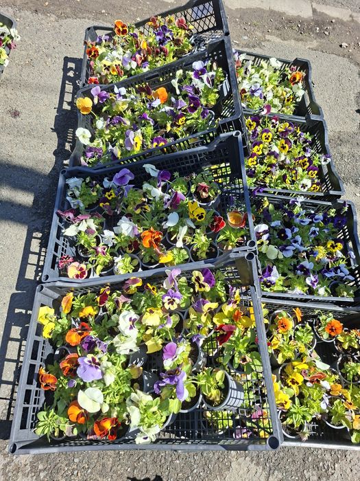 Flori de Sezon – Trandafiri la ghiveci, Mușcate Caliope și Curgătoare