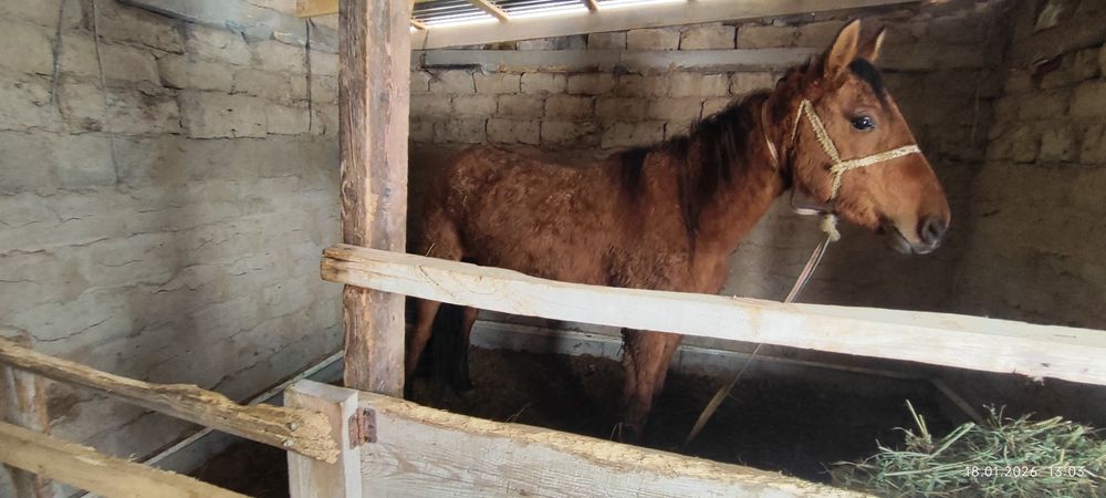 Жылқы байтал 4 ке келеді 1 ші тума