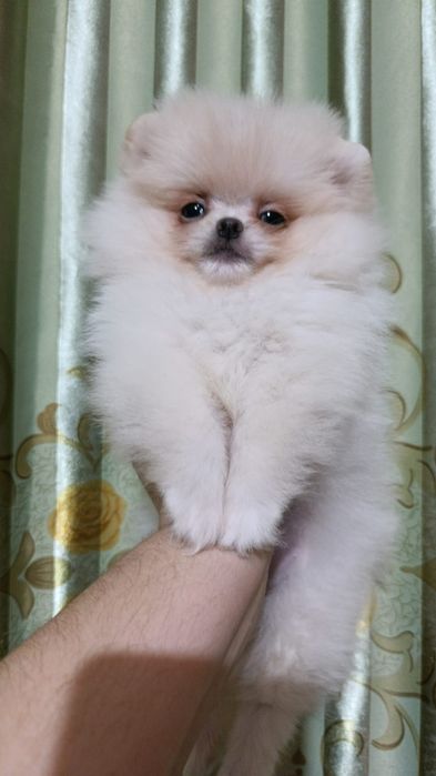 Шпицы кремовые девочки и мальчики